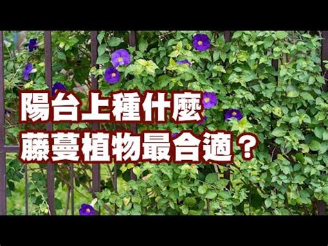 藤蔓 風水|【藤與風水】爬藤植物風水利大於弊是真的嗎 